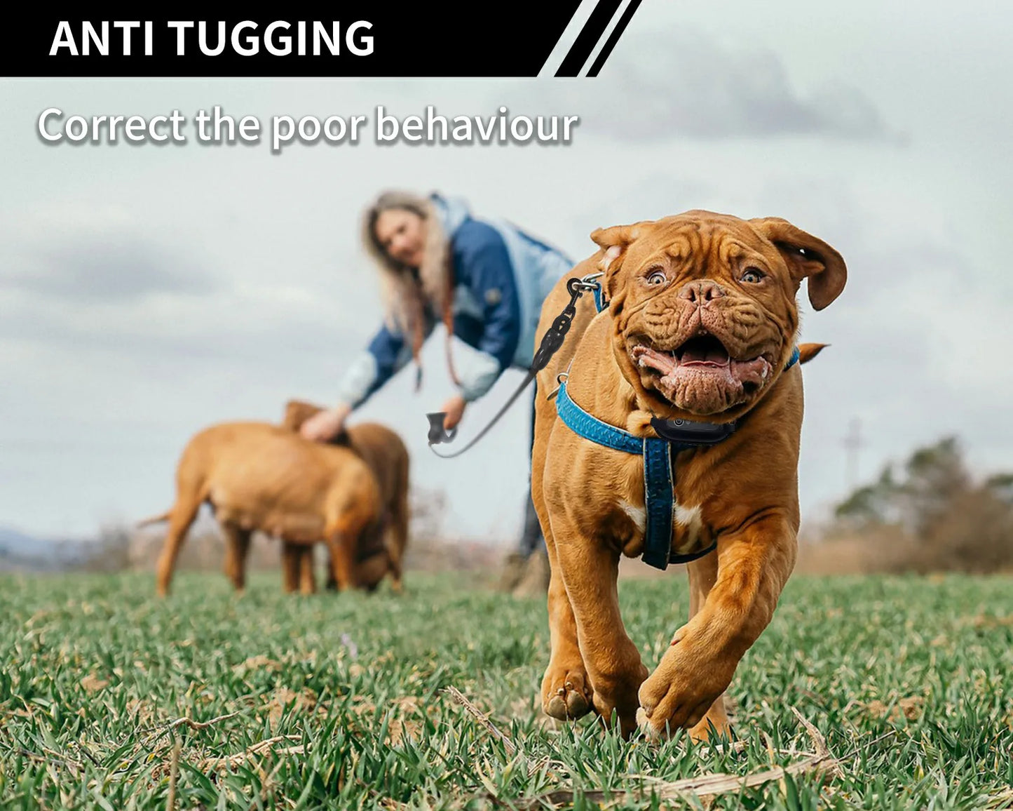 Smart Electric Dog Collar/ Leash Combination: 3 Manual Training Modes + Automatic Leash Activated NO PULL Training Mode.